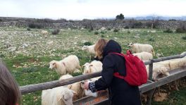 Posjet paškom pastiru